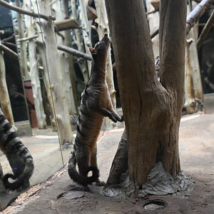 Banded palm civet (Hemigalus derbyanus)