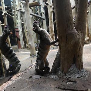 Banded palm civet (Hemigalus derbyanus)