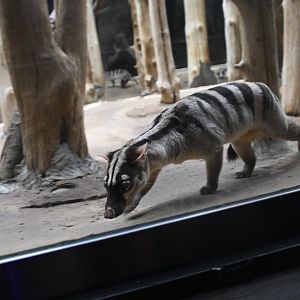 Banded palm civet (Hemigalus derbyanus)