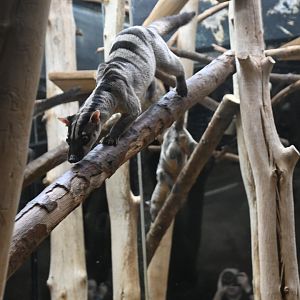 Banded palm civet (Hemigalus derbyanus)