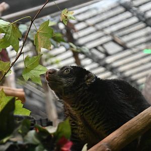 Bear cuscus (Ailurops ursinus)