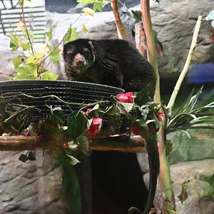 Bear cuscus (Ailurops ursinus)