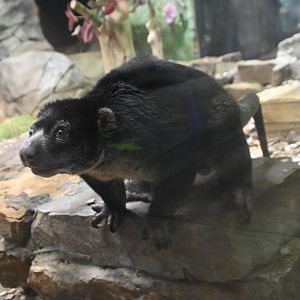 Bear cuscus (Ailurops ursinus)