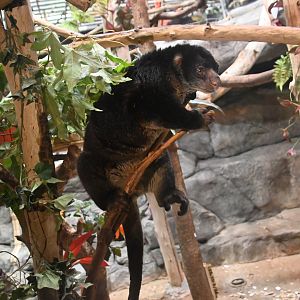 Bear cuscus (Ailurops ursinus)