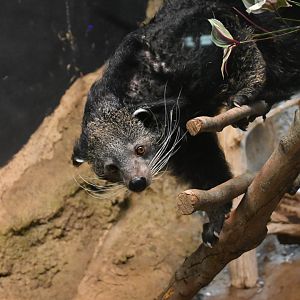 Binturong (Arctictis binturong)