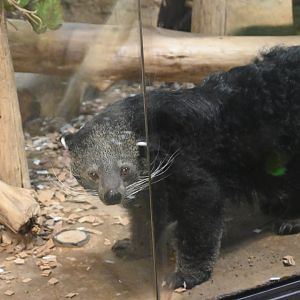 Binturong (Arctictis binturong)