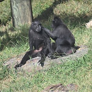 Sulawesi crested macaque (Macaca nigra)