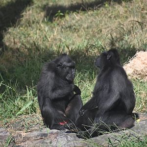 Sulawesi crested macaque (Macaca nigra)