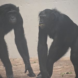 Bonobo (Pan paniscus)