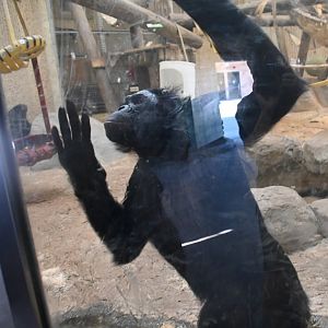 Bonobo (Pan paniscus)