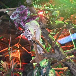 Ring-tailed cacomistle (Bassariscus astutus)