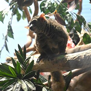 Greater galago (Otolemur garnettii)