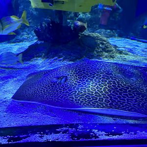Unidentified spotted whiptail ray (Himantura sp.) in the Ocean Tunnel - dorsal/side view