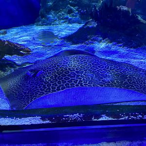 Unidentified spotted whiptail ray (Himantura sp.) in the Ocean Tunnel - side view
