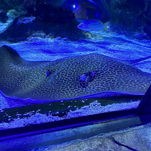 Unidentified spotted whiptail ray (Himantura sp.) in the Ocean Tunnel - snout view