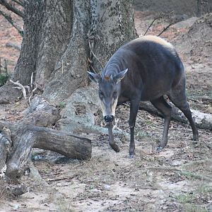 Yellow-backed duiker (Cephalophus silvicultor)