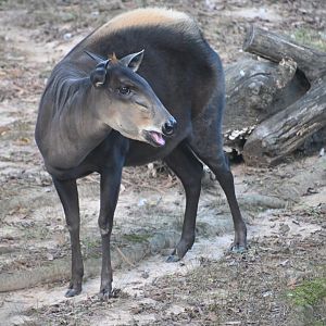 Yellow-backed duiker (Cephalophus silvicultor)