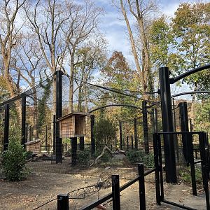 New Great Cats Area Exhibit (Left Side)