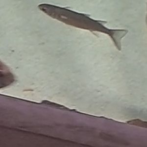 unknown fish