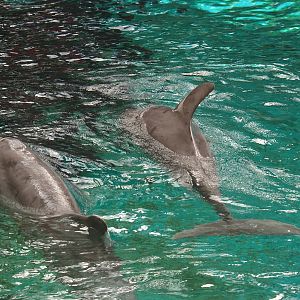 Atlantic bottlenose dolphins (Tursiops truncatus truncatus), 2024-06-08