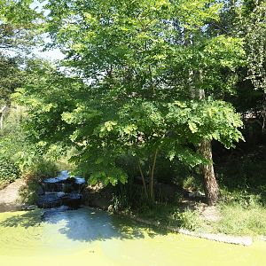First Amur tiger exhibit, 2024-06-08