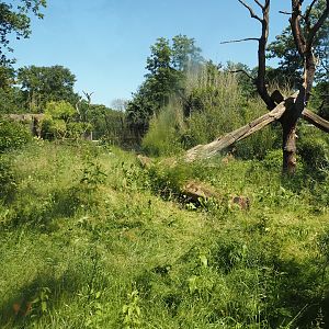 First Amur tiger exhibit, 2024-06-08