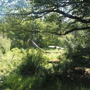 First Amur tiger exhibit, 2024-06-08
