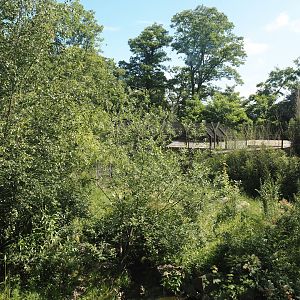 First Amur tiger exhibit, 2024-06-08