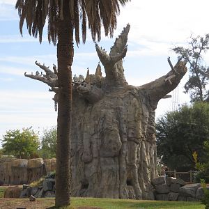 Giant Baobab w/ Pigeon Flock