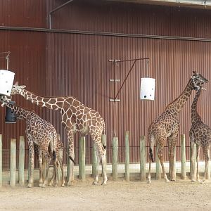 Giraffe Subspecies Pattern Comparison