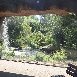 First Amur tiger exhibit, 2024-06-08