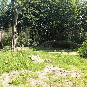 Second Amur tiger exhibit, 2024-06-08
