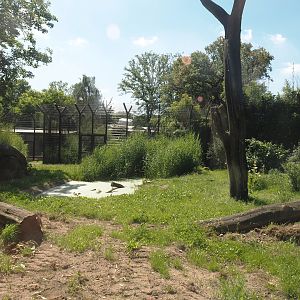 Second Amur tiger exhibit, 2024-06-08