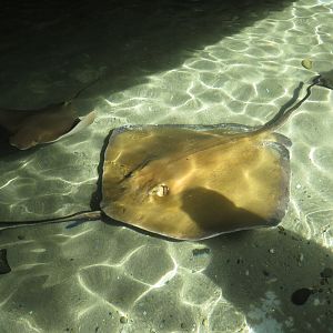 Southern Stingray and Cownose Ray