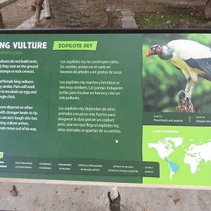 King Vulture Signage