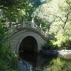Bridge in Chinese garden, 2024-06-08