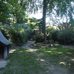 Reeves's muntjac exhibit, 2024-06-08