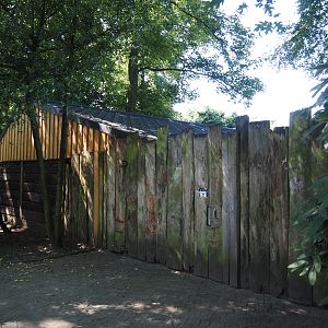 Reeves's muntjac and Michie's tufted deer barn, 2024-06-08
