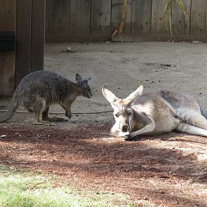 Wallaby-Kangaroo Size Comparison