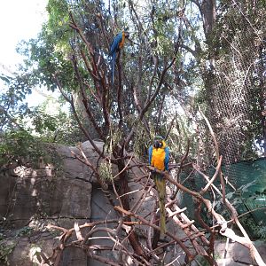 Blue-and-Yellow Macaws