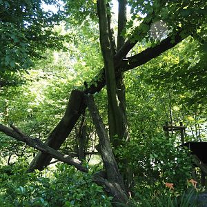 Red panda exhibit, 2024-06-08