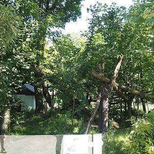 Red panda exhibit, 2024-06-08