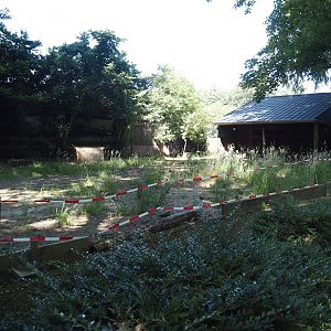 Michie's tufted deer exhibit, 2024-06-08