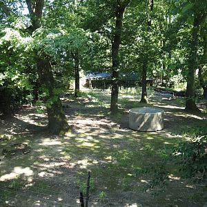 Michie's tufted deer exhibit, 2024-06-08