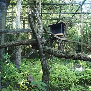 First Indochinese clouded leopard exhibit, 2024-06-08