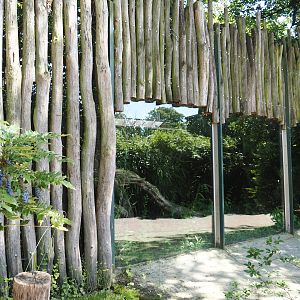 Second Indochinese clouded leopard exhibit, 2024-06-08
