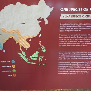 King Cobra Split Signage