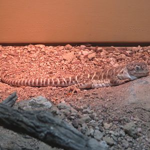 Blunt-nosed Leopard Lizard
