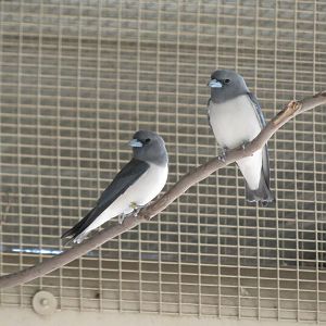 White-breasted Woodswallows