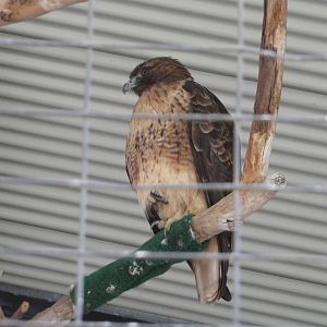 Red-tailed Hawk
